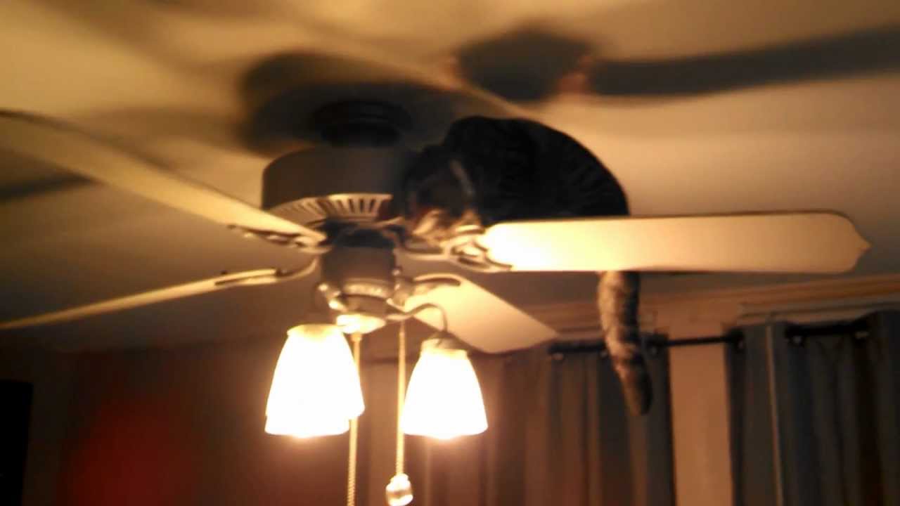 bengal cat taking a ride on ceiling fan