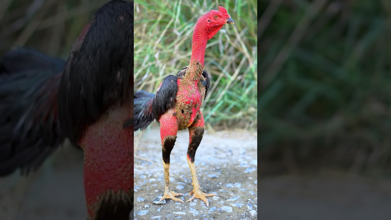 Country Fighting Cock #ayam #roosterfarm #aseelmurga #rooster #aseel #shorts #shortvideo #chicken