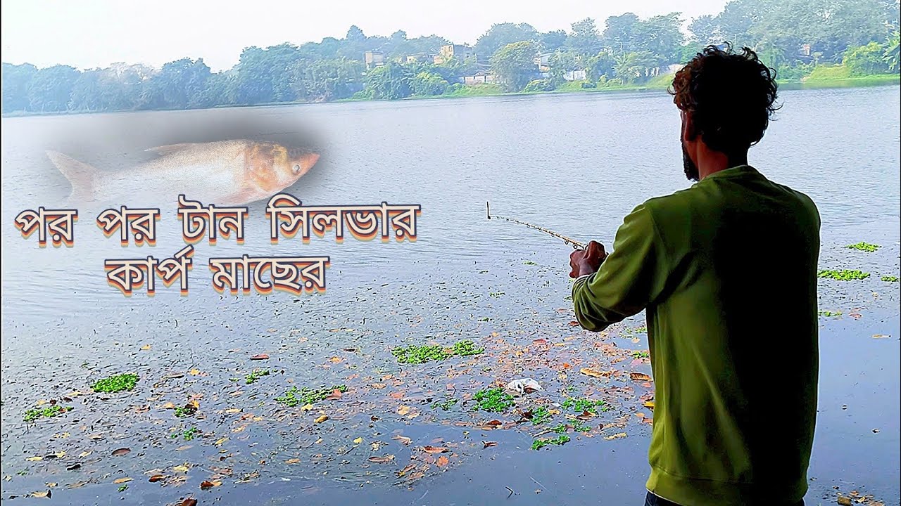 সিলভার কার্প মাছের পর পর টান !! How to catch silver carp fish !! Prof fishing