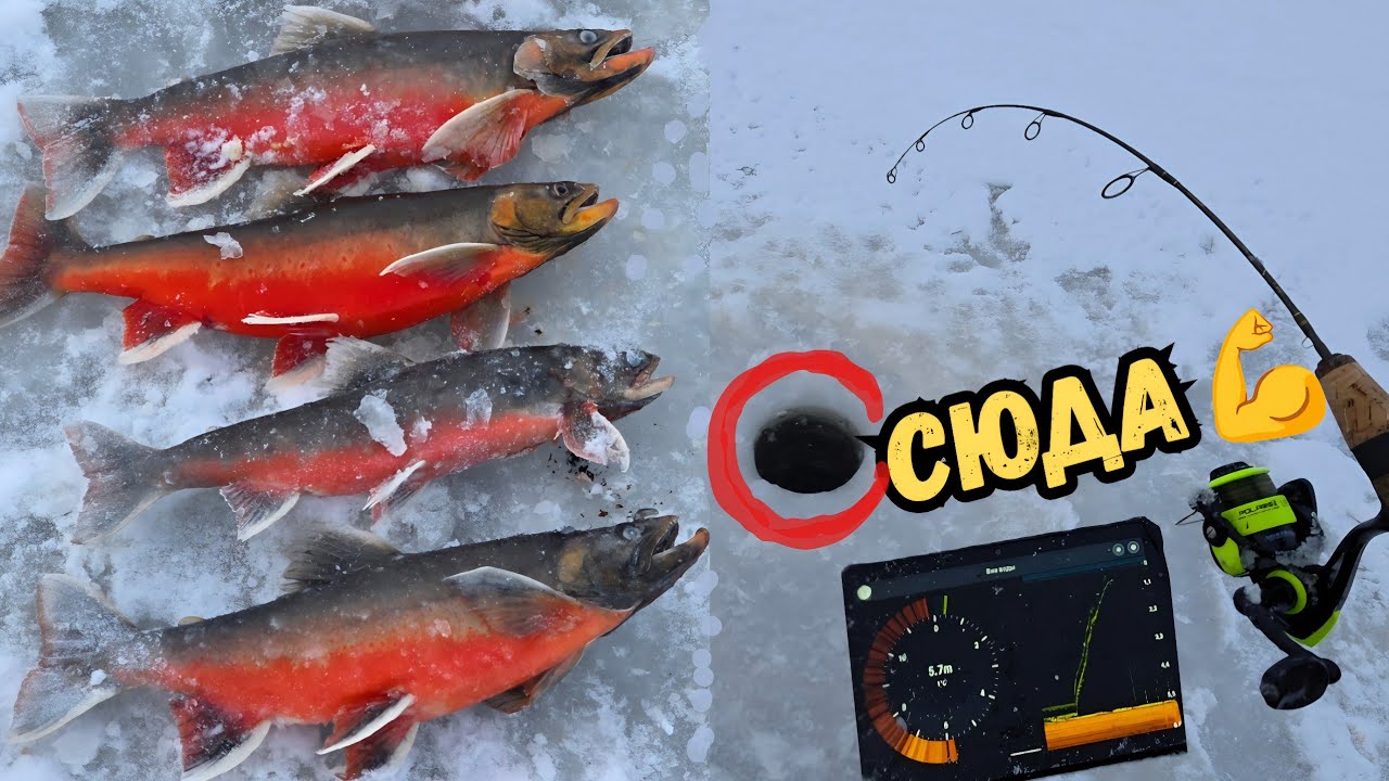 Зимняя рыбалка 2026  делюсь опытом — техника и приманки Ice Fishing Arctic char Techniques and Lures