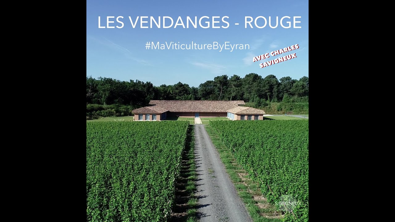 Les vendanges - vin rouge - 22.09.20