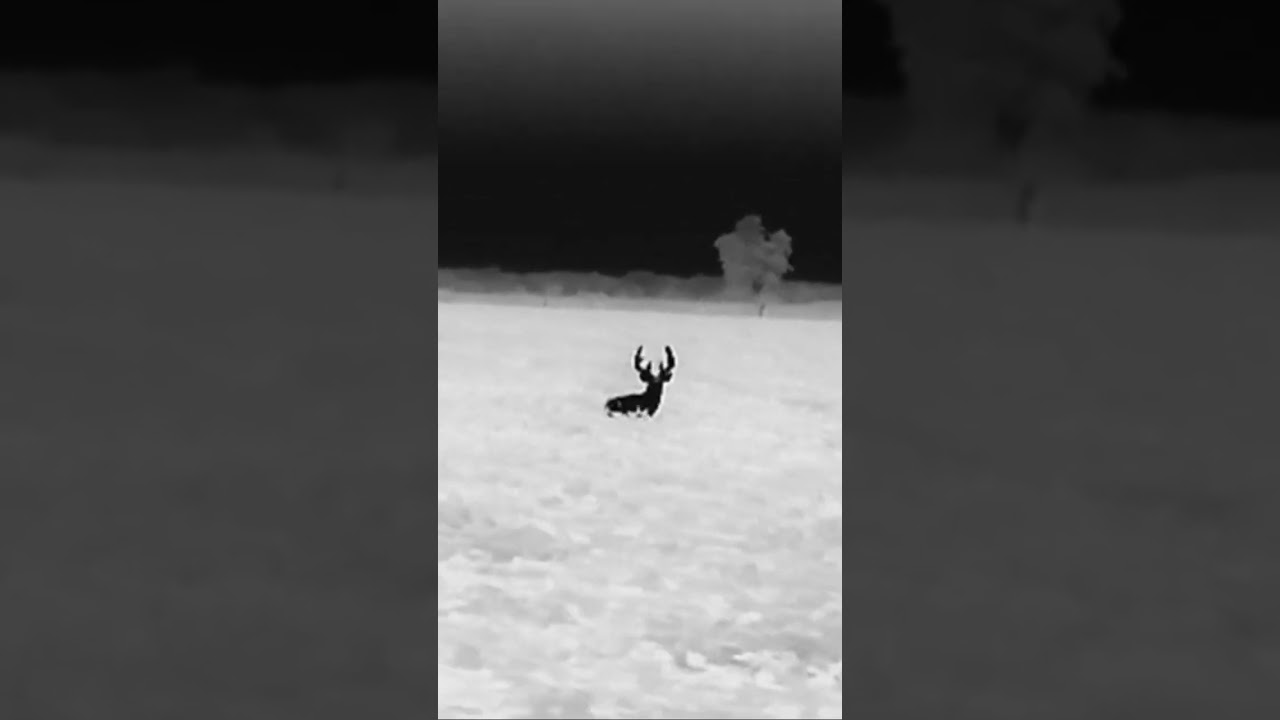 Finding the Bachelor groups #thermal #whitetail #scout #pulsar