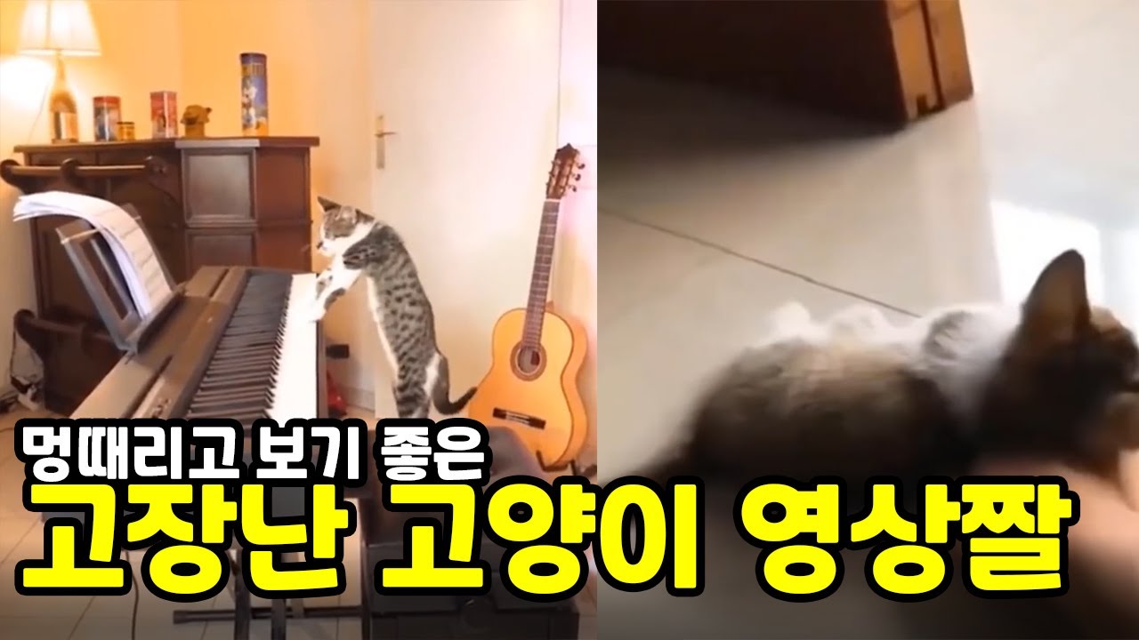 😻멍때리고 보기 좋은 고장난 고양이 짤 모음