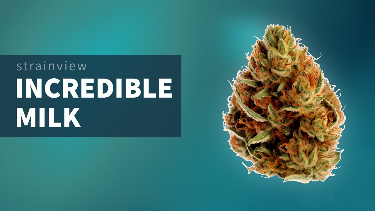 Incredible Milk - StrainView