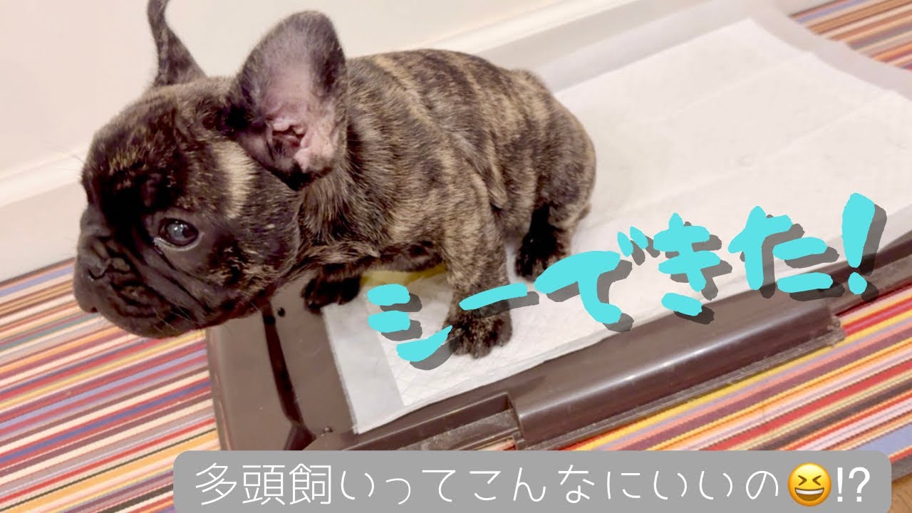 【多頭飼いって素晴らしい🎶】兄がおトイレを教える瞬間を激撮！兄は計量カップへシー🤣【Frenchbulldogフレンチブルドッグ】