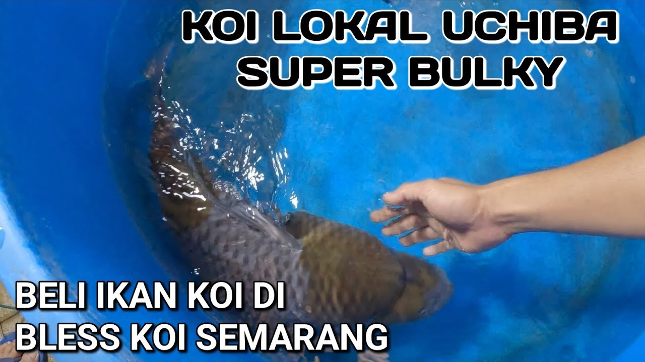 BOYONG UCHIBA 65 BU DARI WORKSHOP BLESS KOI SEMARANG