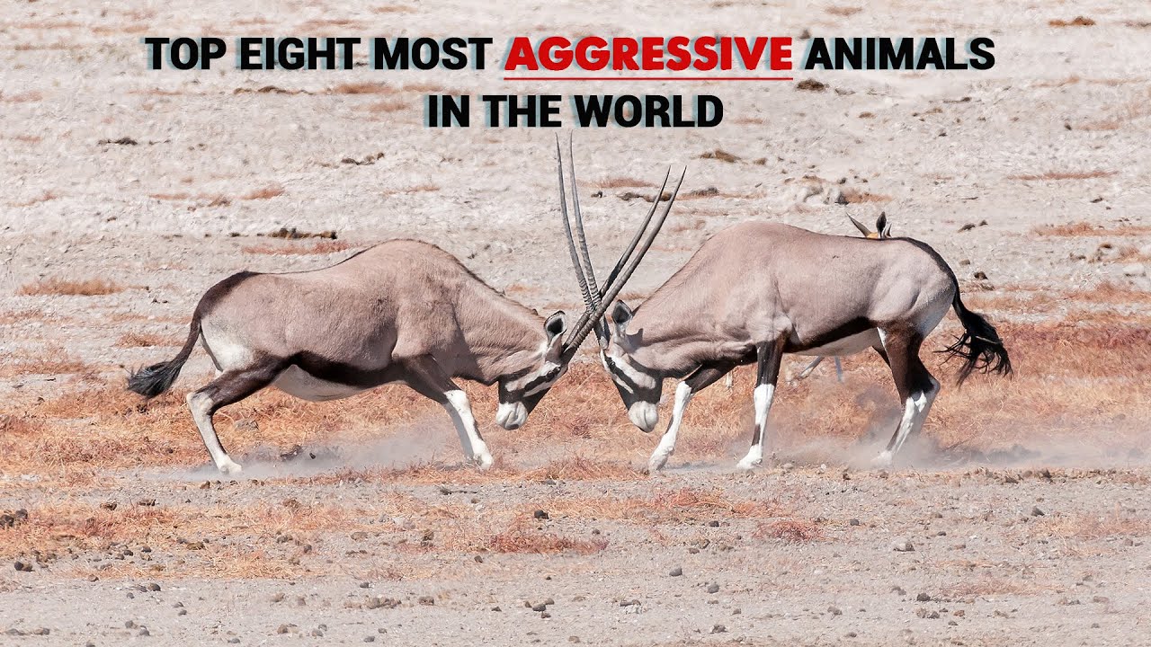 The 8 Most Aggressive Animals In The World - Scary!