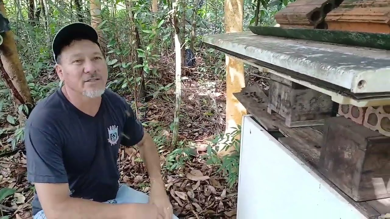 Hoje Vamos Ver as Marmeladas Amarela na Caixa Inpa e Caixa Baú Abelha sem Ferrão 