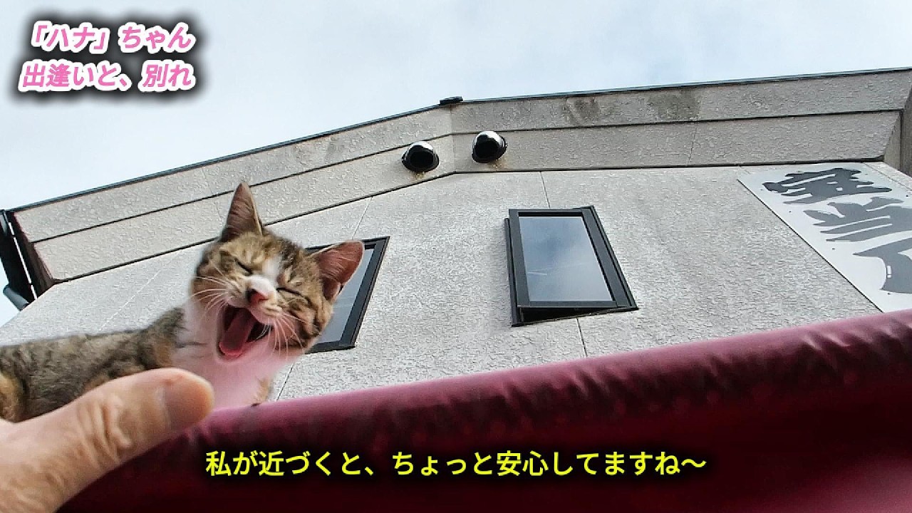 「ハナ」ちゃん！出逢いと、別れ　0215