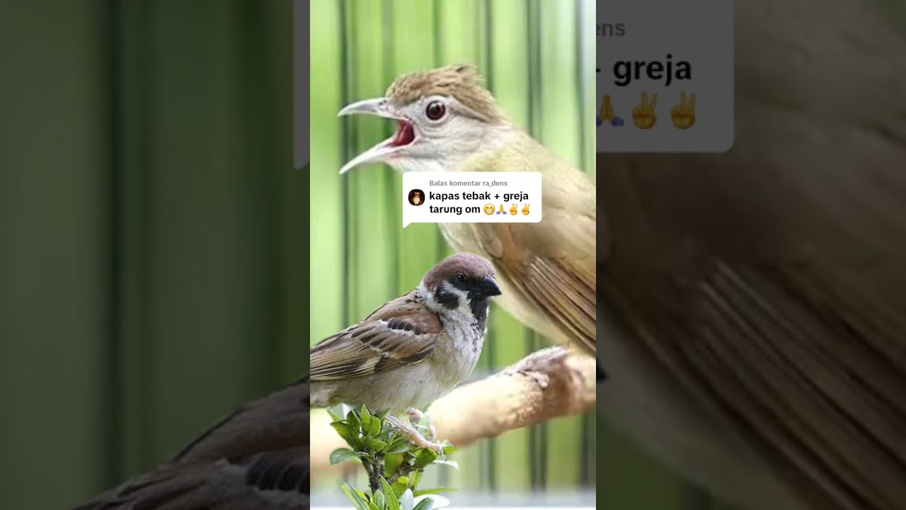 katem mix gereja #kicaumania #masteranjernih #masteranburung #birds