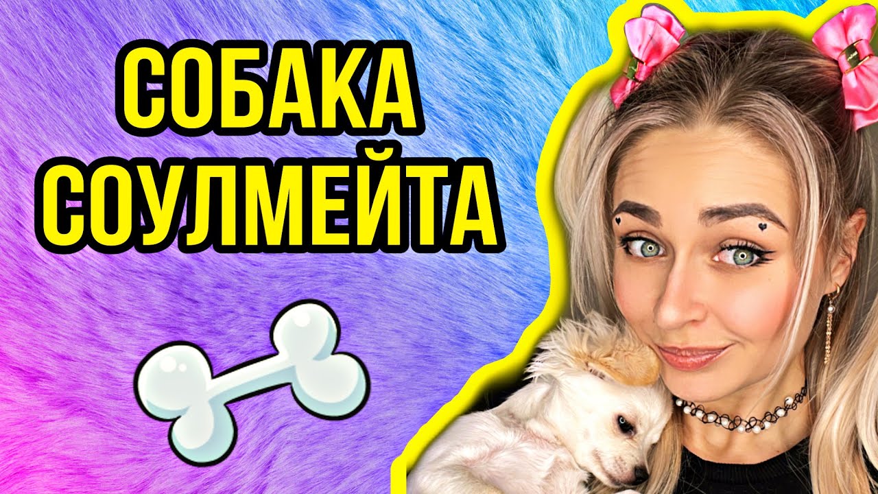 СОБАКА СОУЛМЕЙТА. Все серии 1-4 | nnotochka