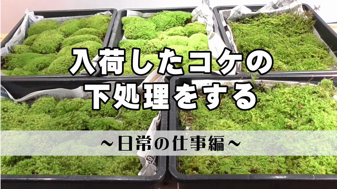 テラリウム用コケ下処理のやり方｜道草の日常｜タマゴケとシノブゴケが入荷しました