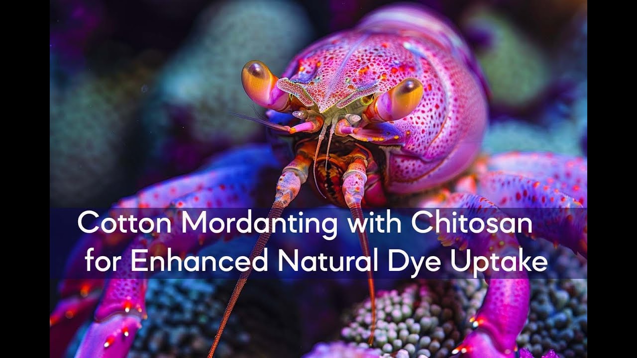 Cotton Mordanting with Chitosan for Enhanced Natural Dye Uptake
