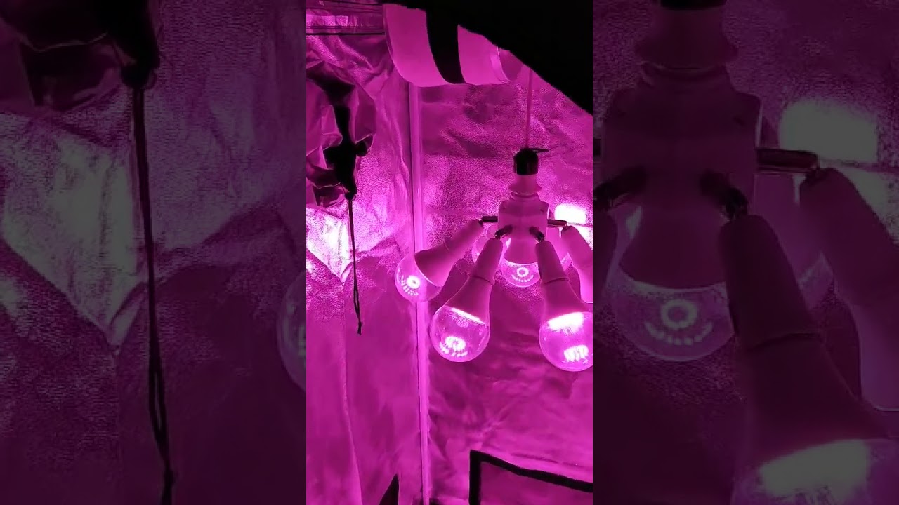 ARTOO indoor plant growing tents full spectrum for greenhouse flower led light phyto lamp Tents Grow