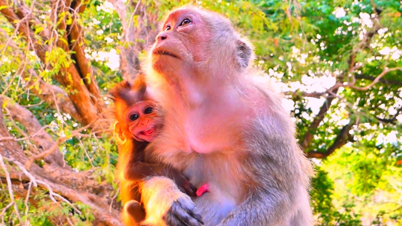 O.m.g..! Baby monkey Elon feel cries when Mom Emila rejects milk.