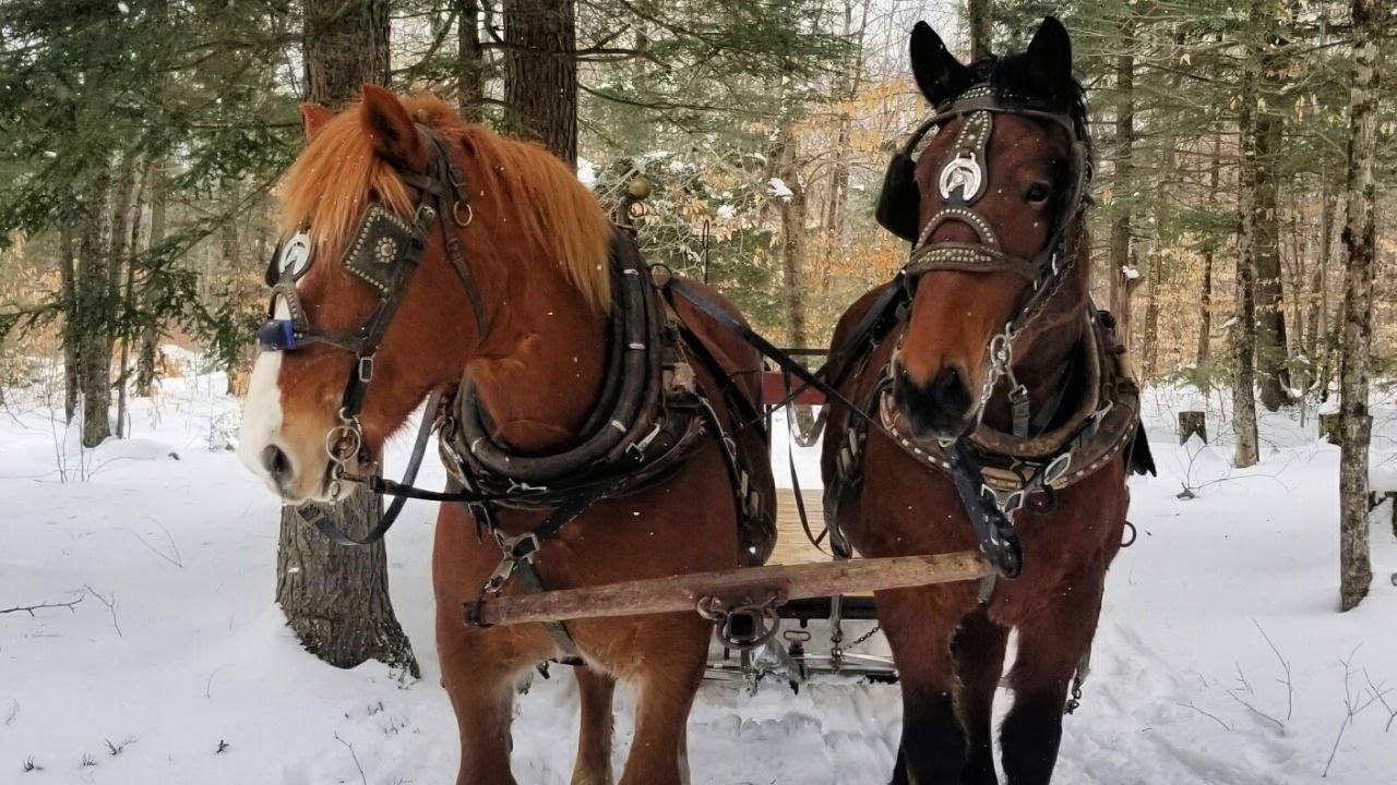 Meeting a Maine Draft Horse Team