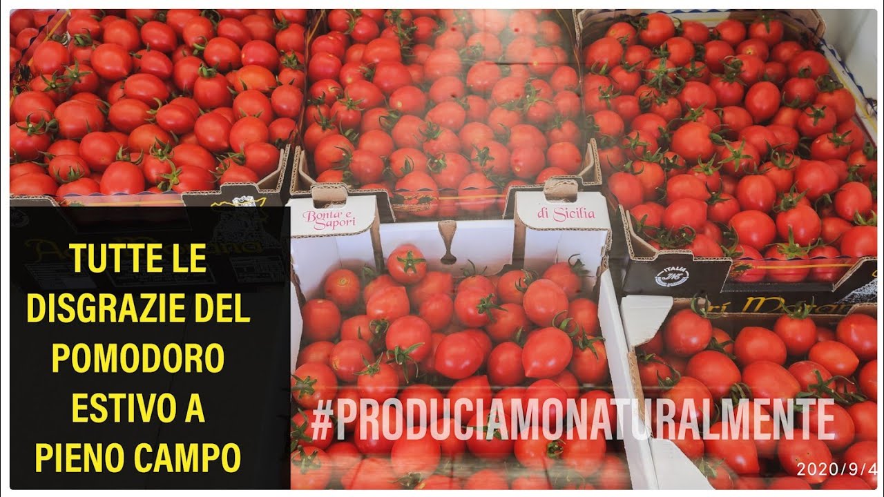 Tutte le Disgrazie del Pomodoro nell' Orto #15