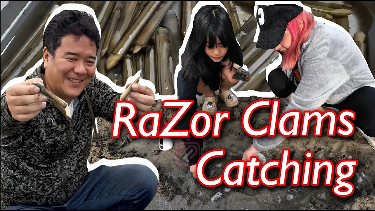 Razor Clams Catching❤️with Akari🌸