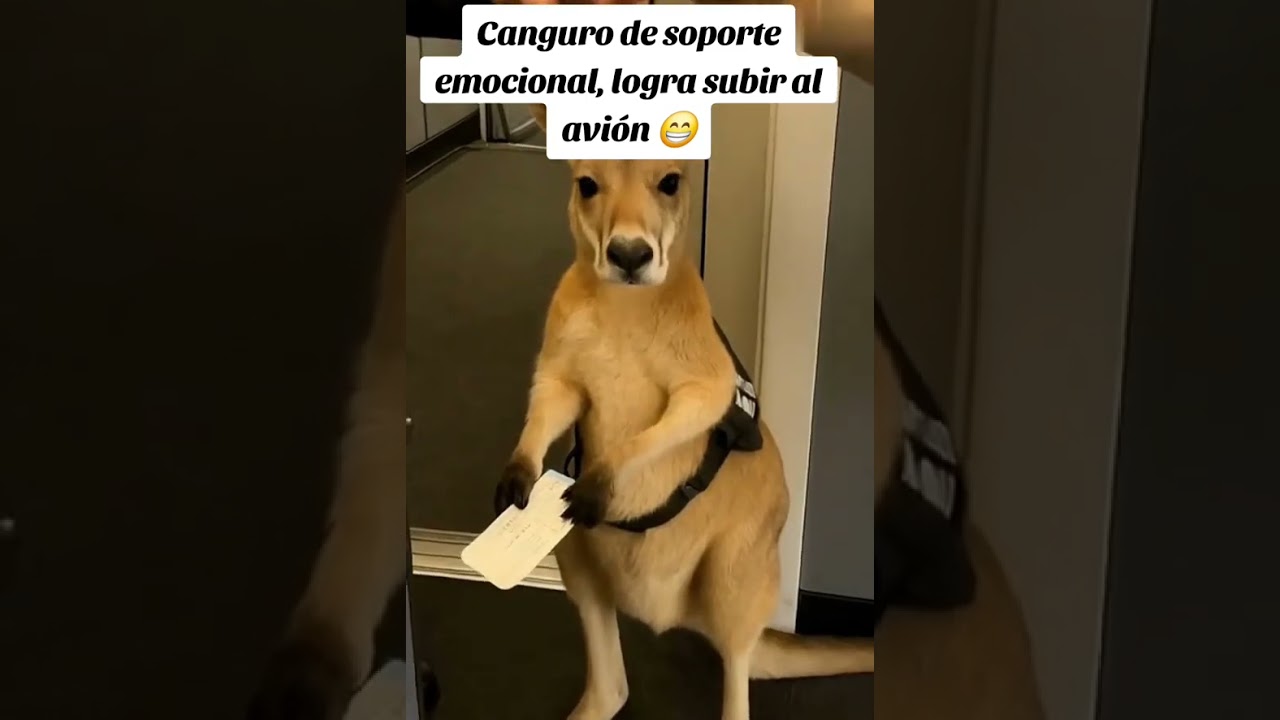 🎉&iexcl;Lo dejaron abordar! Canguro viaja en avi&oacute;n como pasajero