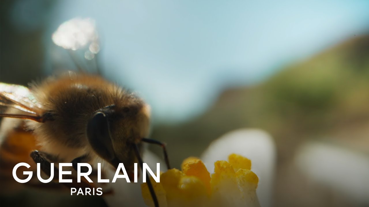 Nerolia Vetiver Harvest: Episode 2 - The Honey Harvest | GUERLAIN