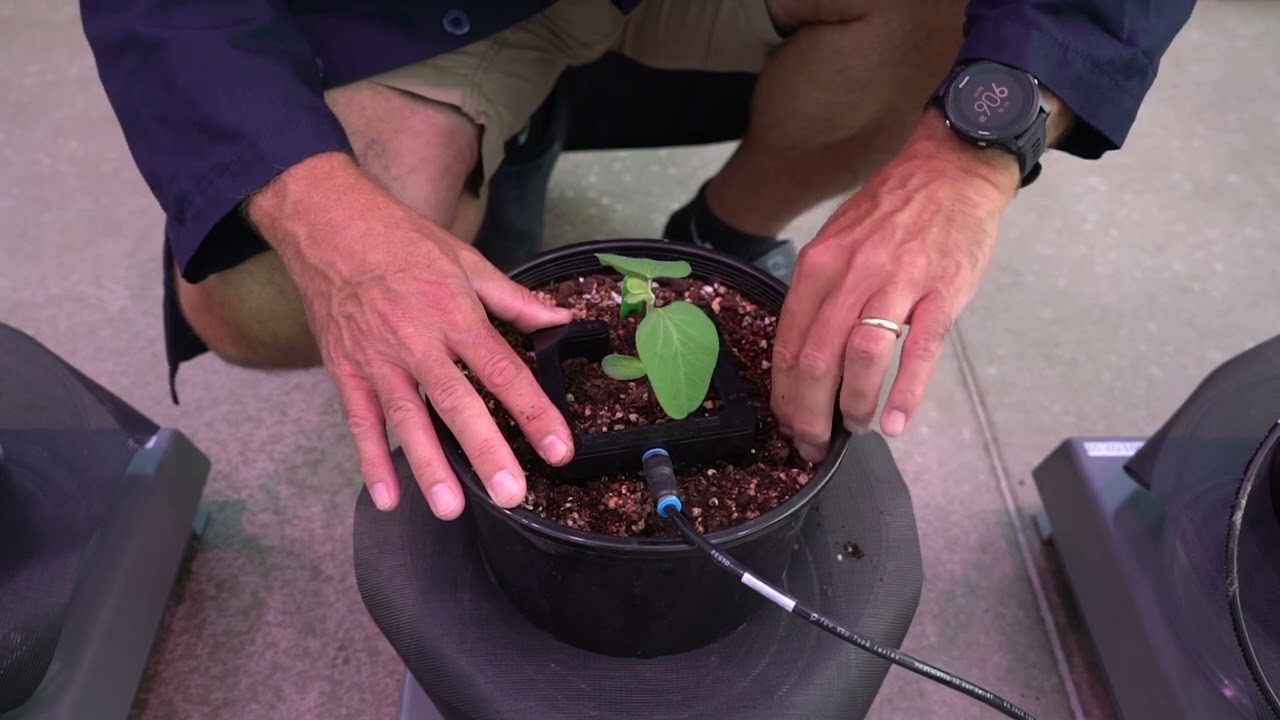 RIPE High-Throughput Phenotyping Facility (Short video)