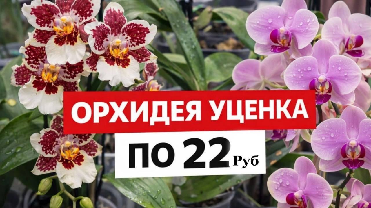 Уценка орхидей 22р 🌸 Фаленопсис Камбрия Мильтония Colmanara Purple Star обзор растений с завоза орх