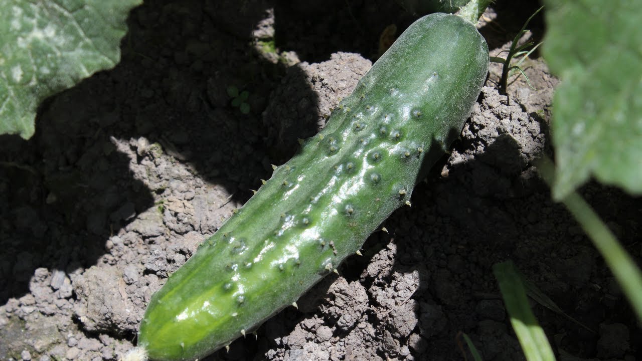 Preparación del Suelo y Siembra del Pepino