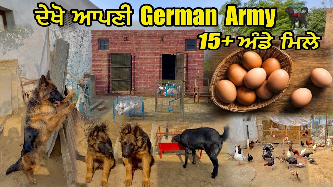 ਦੇਖੋ ਆਪਣੀ German Army 🐕‍🦺|| ਕਬੂਤਰਾਂ ਨੂੰ ਲਵਾਈ ਧੁੱਪ 🕊️|| Mini Farm ਚੋਂ ਮਿਲੇ 15+ ਅੰਡੇ 🥚|| #kabootar 