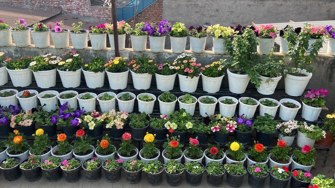 My Spring Garden Full Overview With Dahlia ,Marigold,Ranunculus,Cineraria,Salvia Etc|| Winter Garden