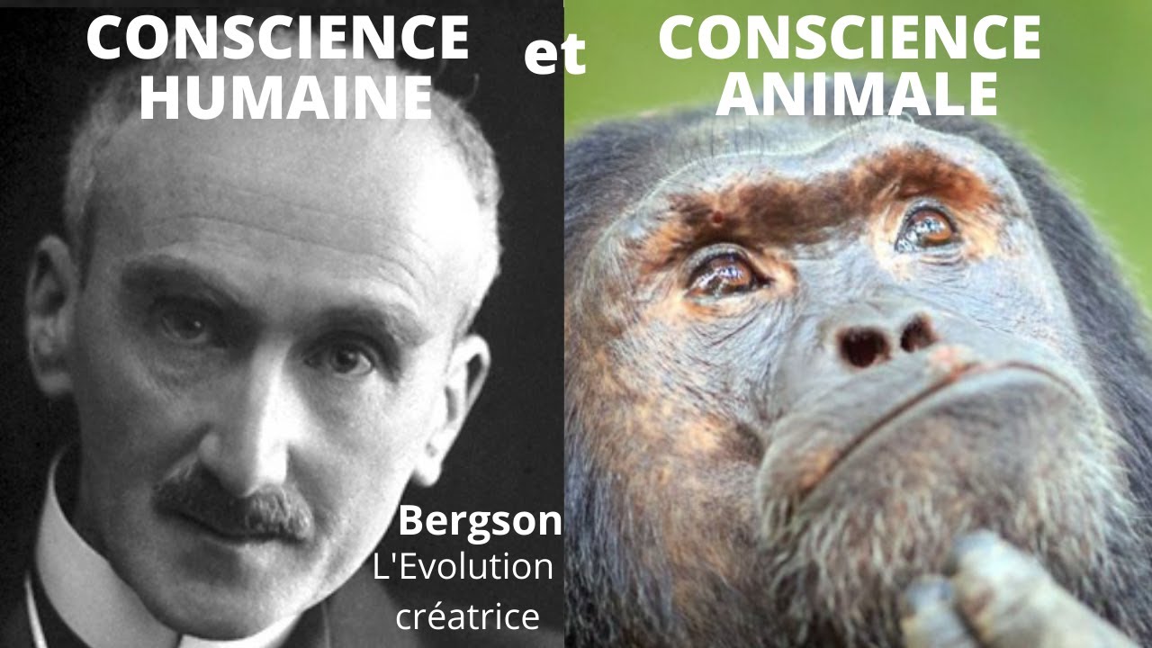 BERGSON - Conscience animale et conscience humaine (Evolution créatrice, explication de texte, 1/2)