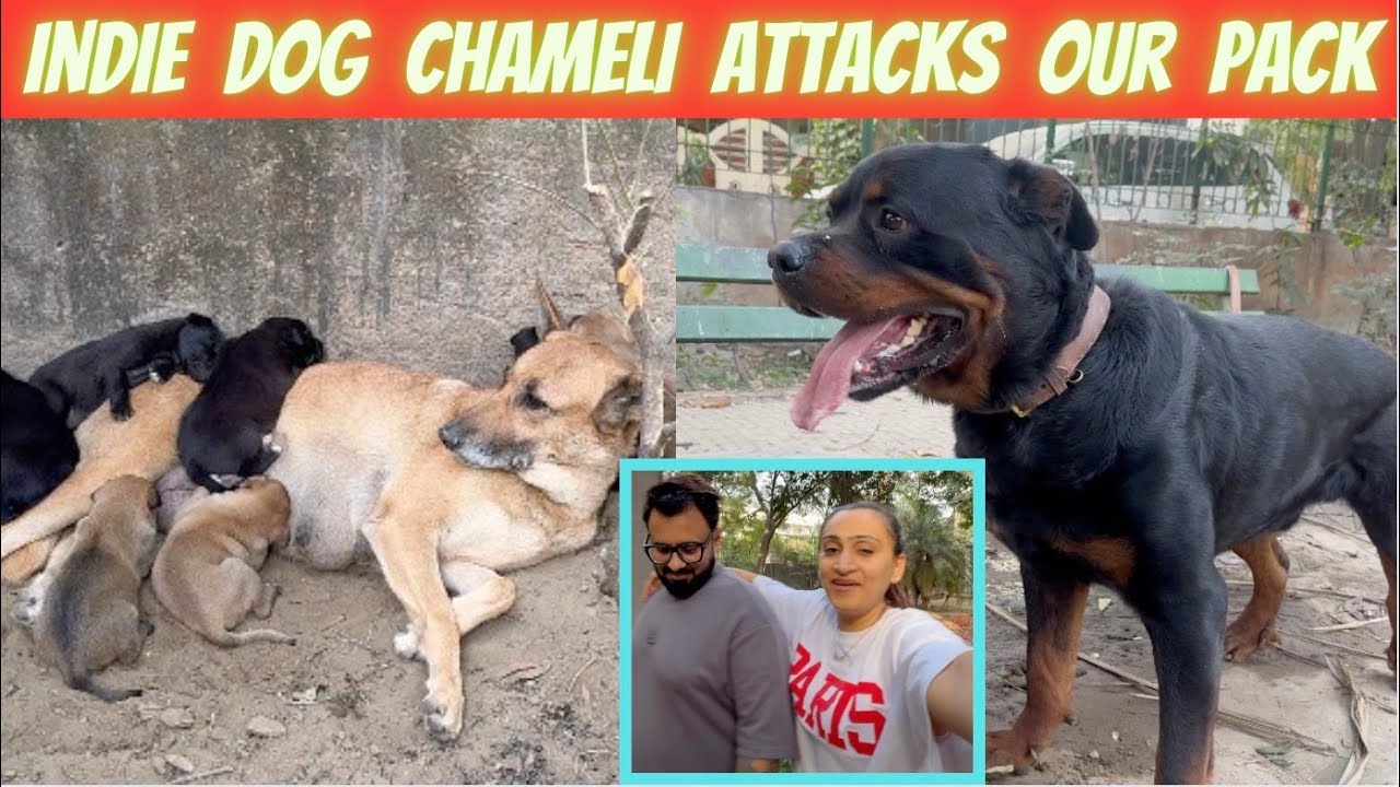 Indie Dog Chameli Ne Kiya Humaare Dogs Pack Pe Attack: Apne Bacho Ko Kiya Protect Or Ladaayi Ho Gayi