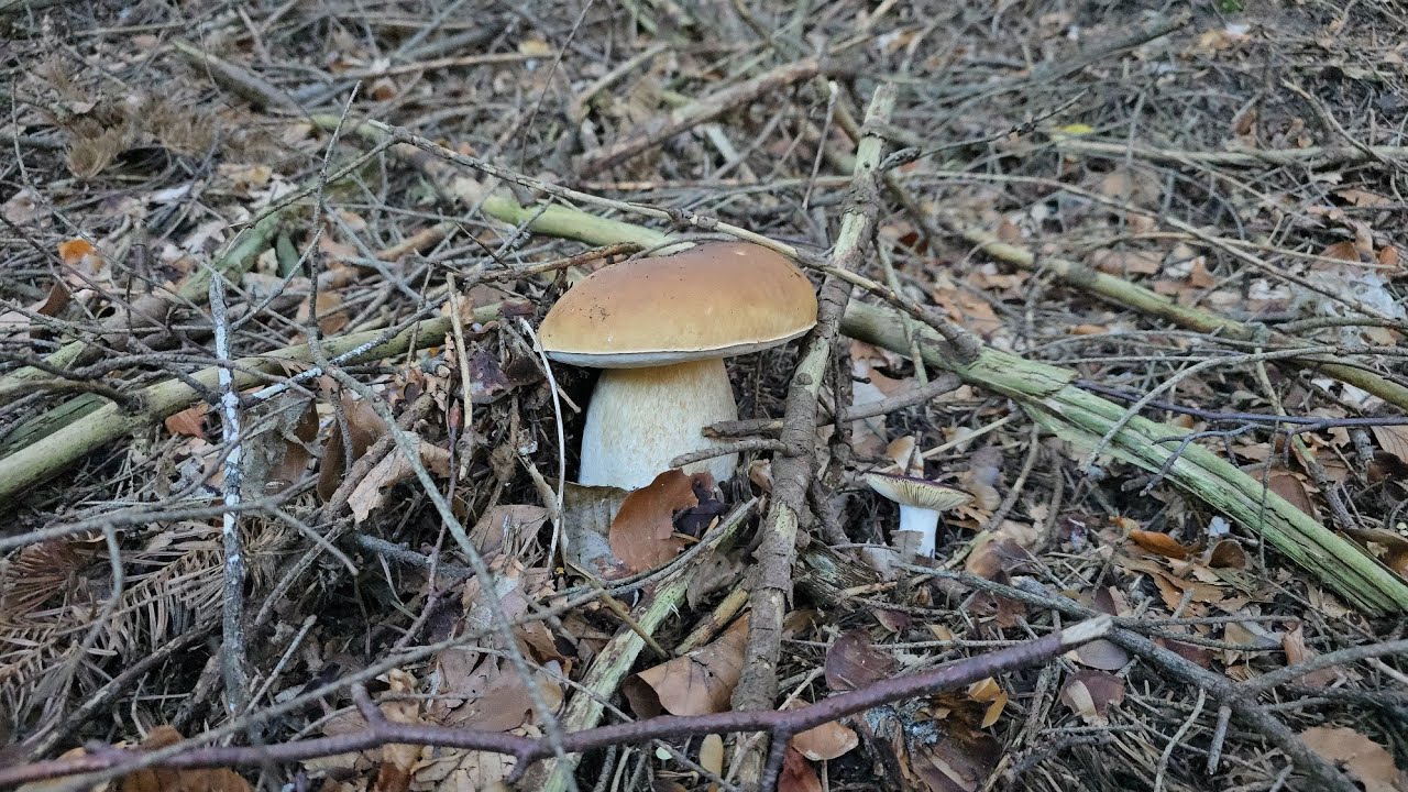 Funghi Porcini 2024! Oh, MADRE ! TEMPO  REALE! Non hai mai visto niente di simile!