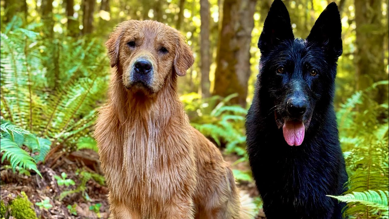 Welcome To Our First Vlog| Service Dog vlog