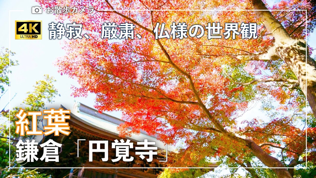 🍁 紅葉　鎌倉「円覚寺」