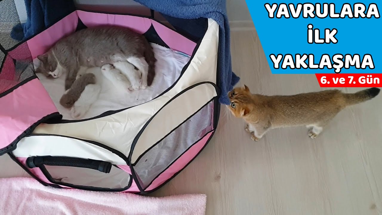 YAVRU KEDİLERİN 6. VE 7. GÜNÜ (Mila Yavru Kedilere İlk Kez Yaklaştı)