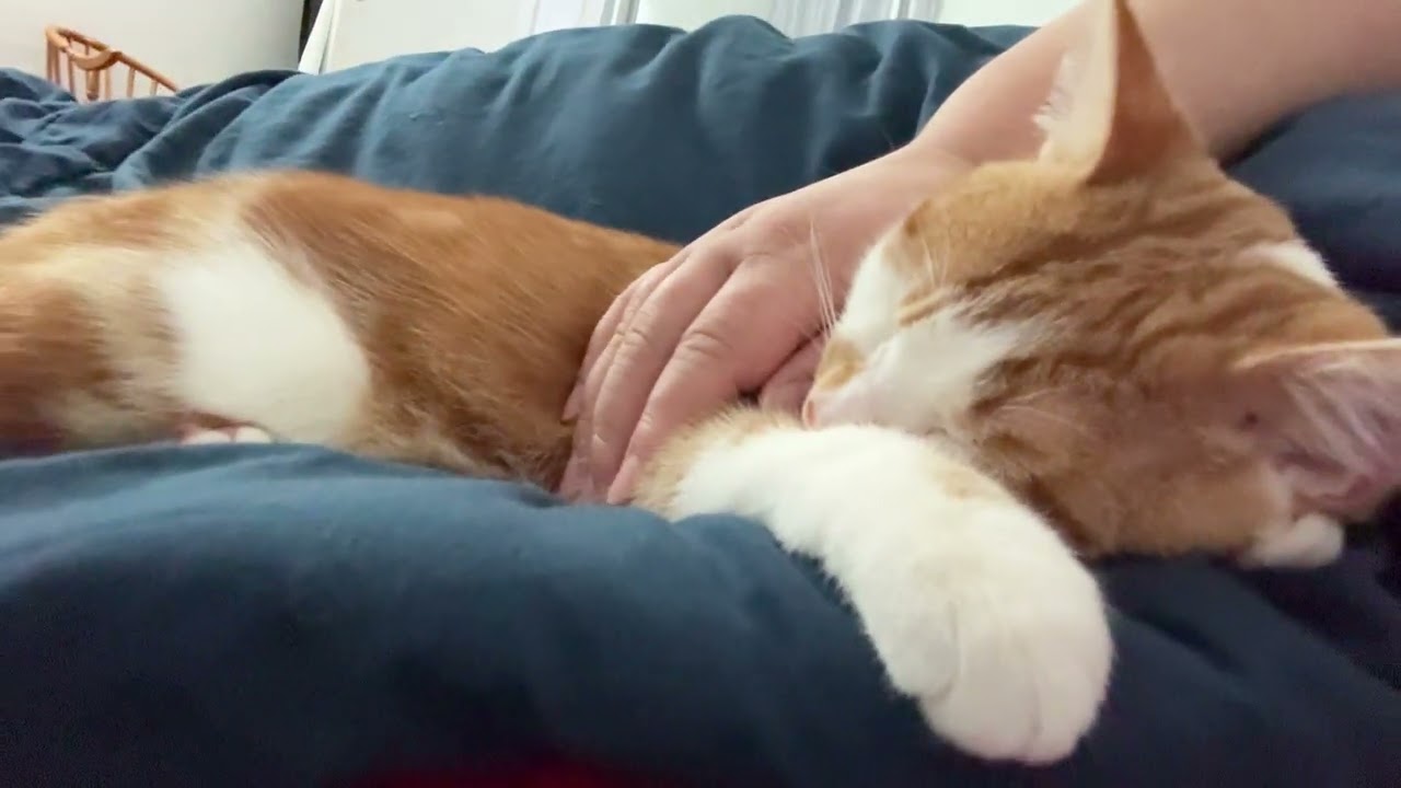 Muezza purring when he sleep with his mom 😻
