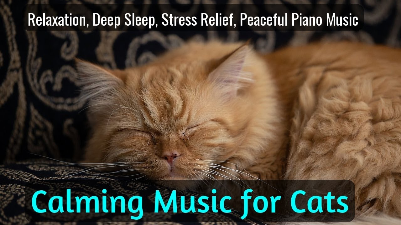 LIVE Adorable Sleeping Cats for Cozy Background 🧡 | Season 21