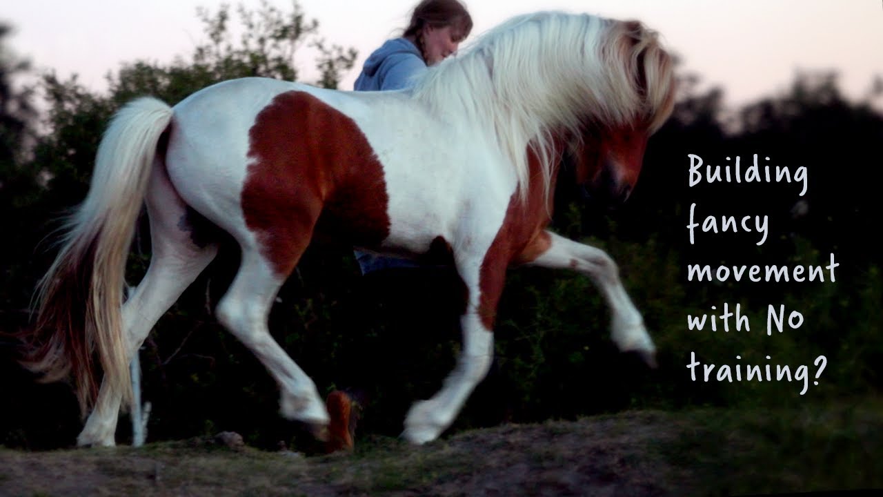 Training without Training my young horse