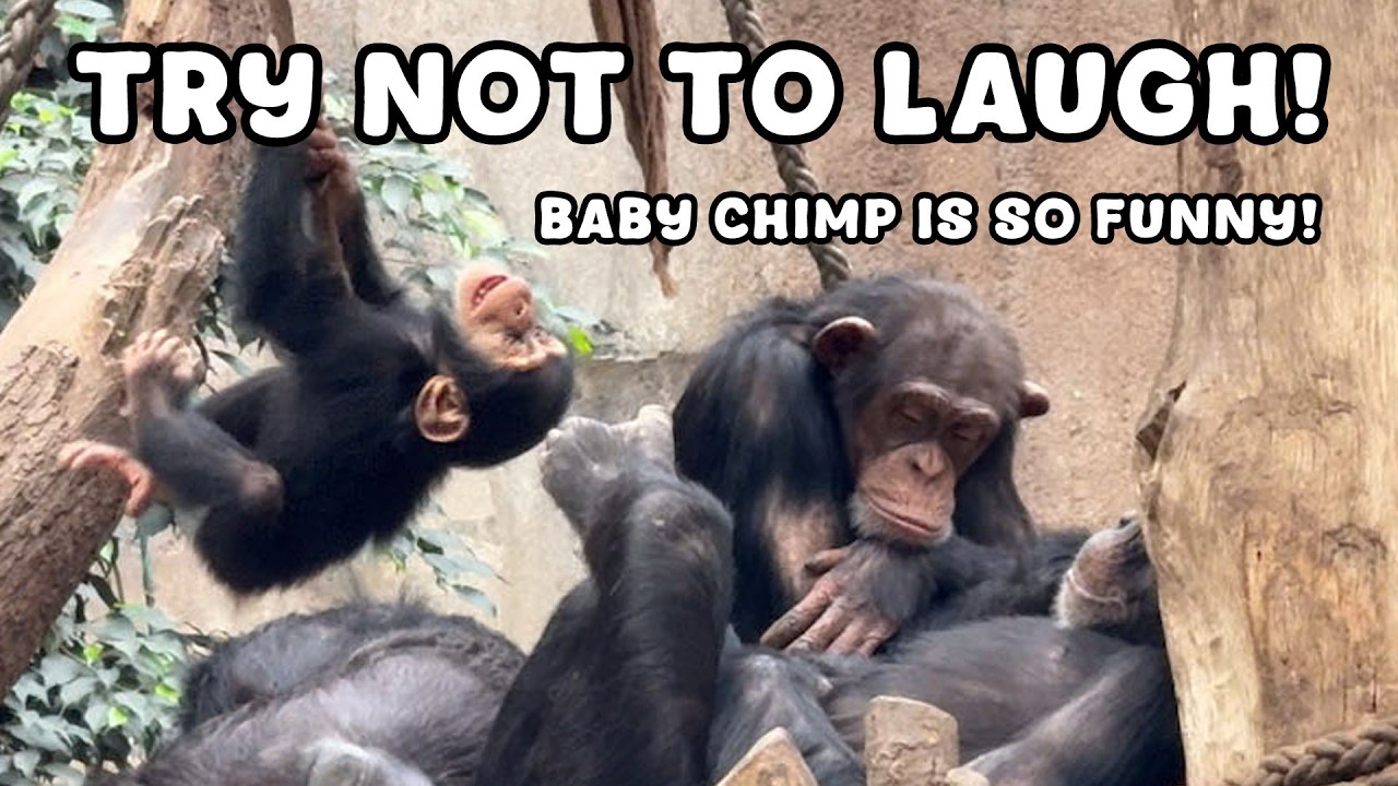 Adorable Baby Chimpanzee Doesn't Want to Sleep