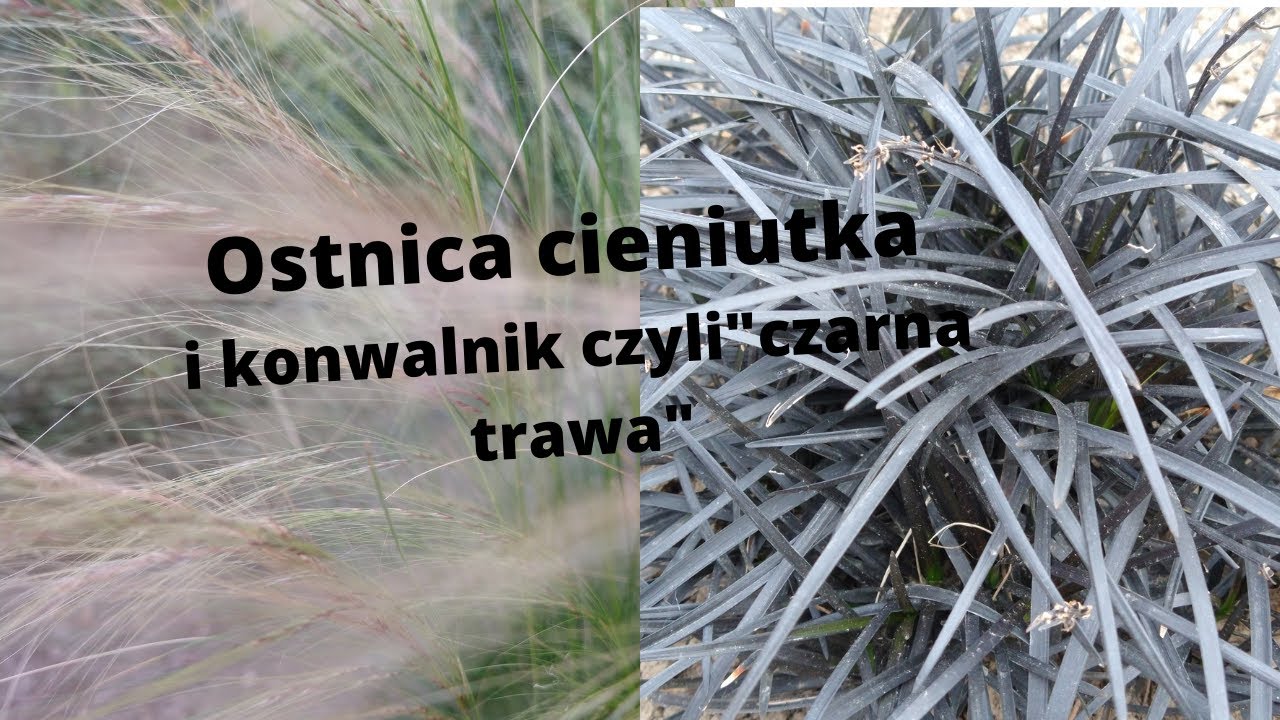 Ostnica cieniutka i konwalnik 