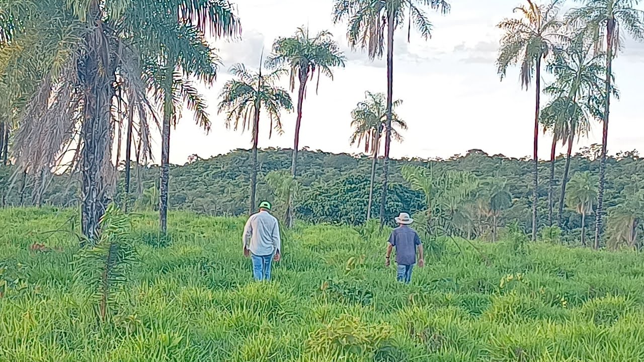 Uma linda fazenda com preço baixo no Nordeste Goiano (1.122 ha)