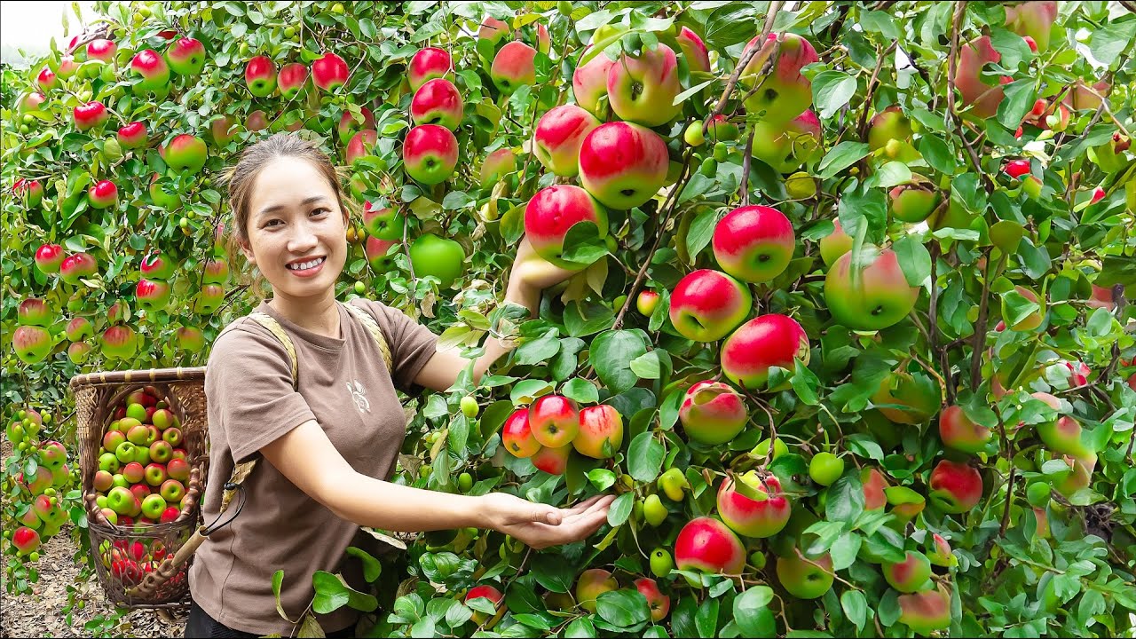 Harvesting Sour Apples - Make Stir-fried Bananas With Meat Goes to the market sell - Lý Thị Hoa