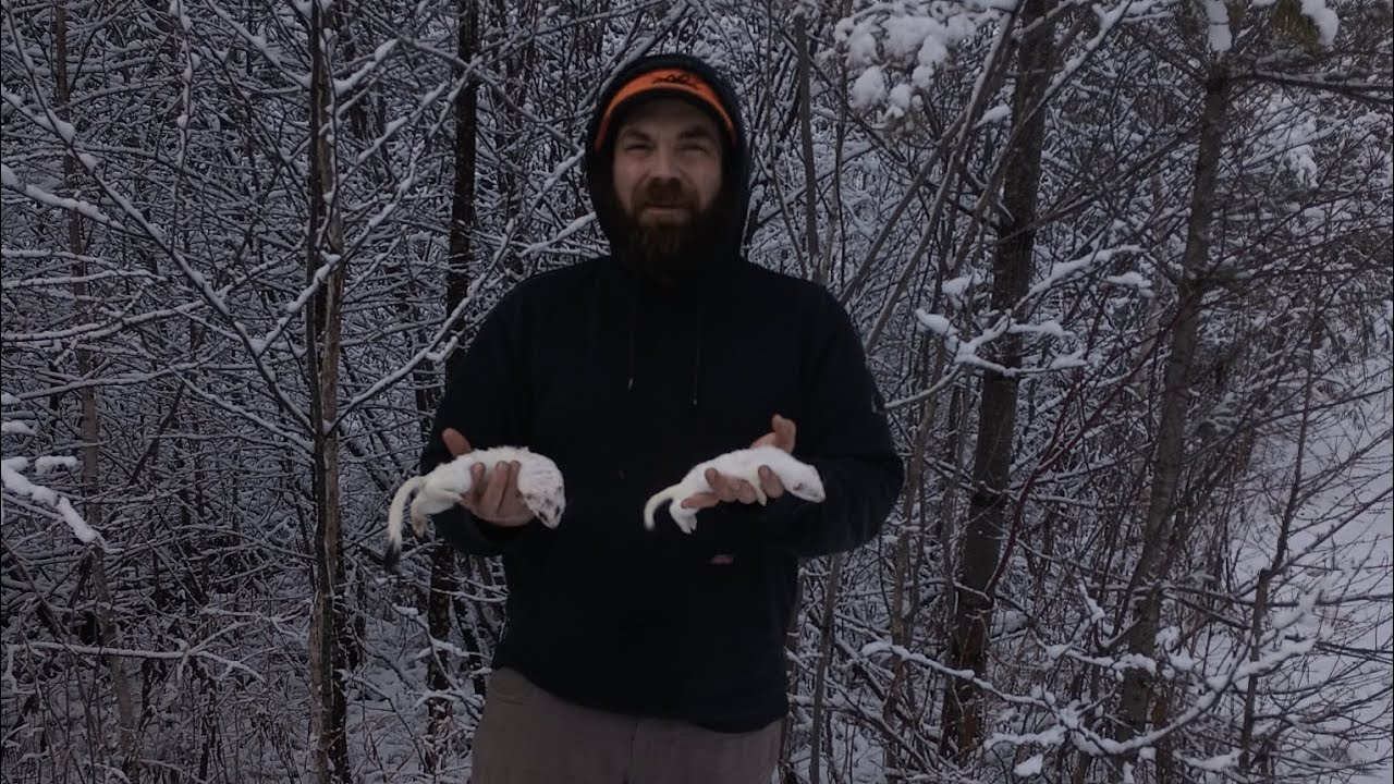Weasel trapping