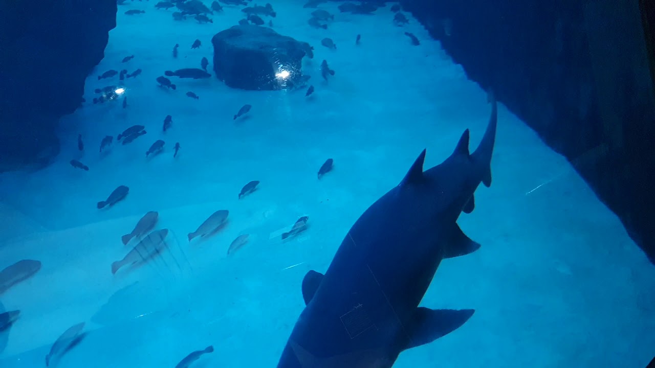 Dusky kob making a fishy noise at the Two Oceans Aquarium