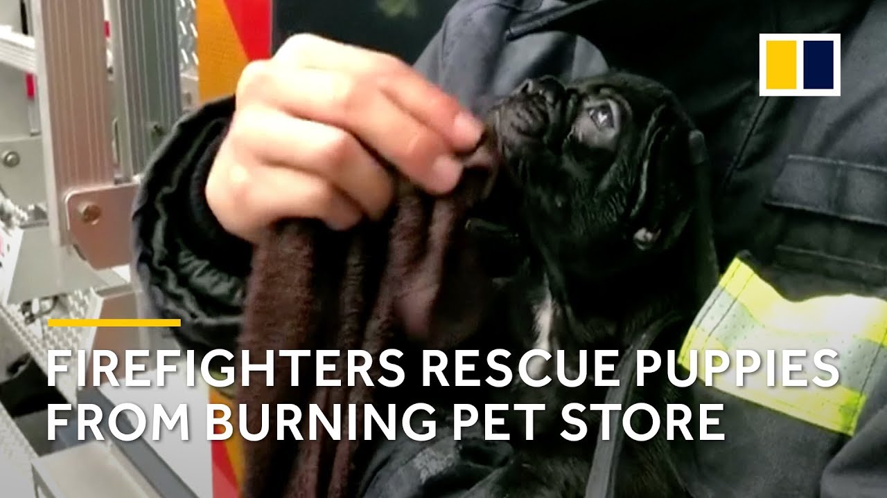 Hero firefighters in China rescue 20 dogs and cats from burning pet store