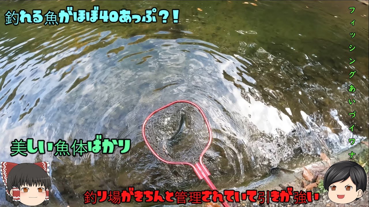 管理フィッシング日記　ゆっくり実況（トラウト　管理釣り場　フィッシングあいづイワナ）