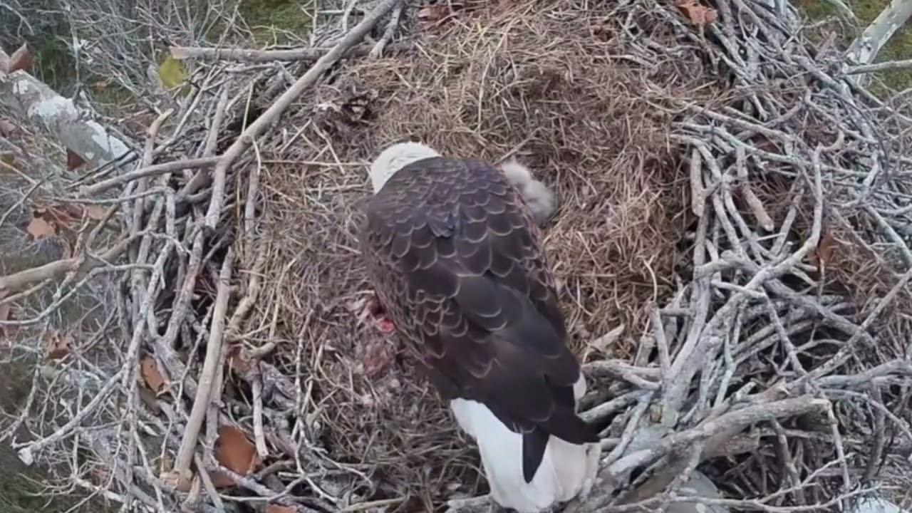 Eagle Nest Live Texas on 1/4/25 Dad feeds Uno & Dos at 09:50 later mom flies in