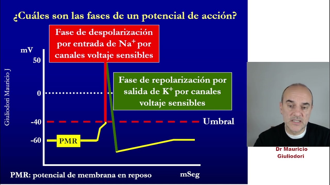 Qué es un potencial de acción, cómo se produce y por dónde se propaga