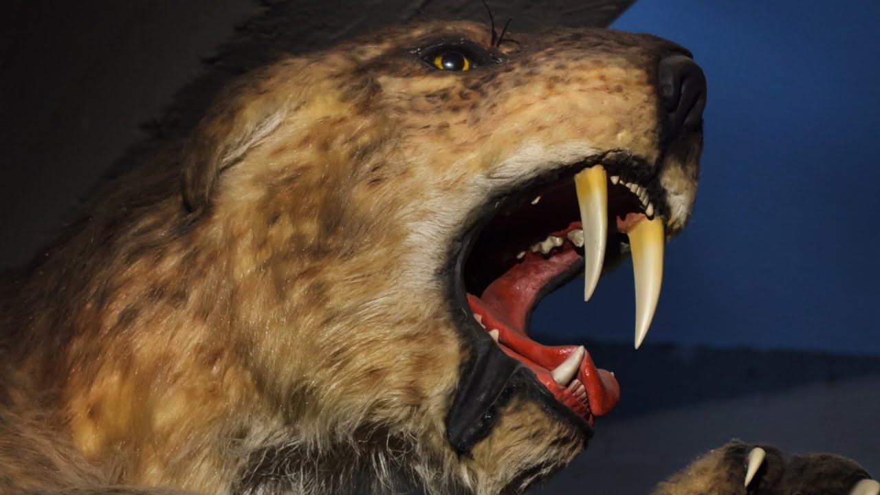The Reason Why Saber-Toothed Tigers Went Extinct