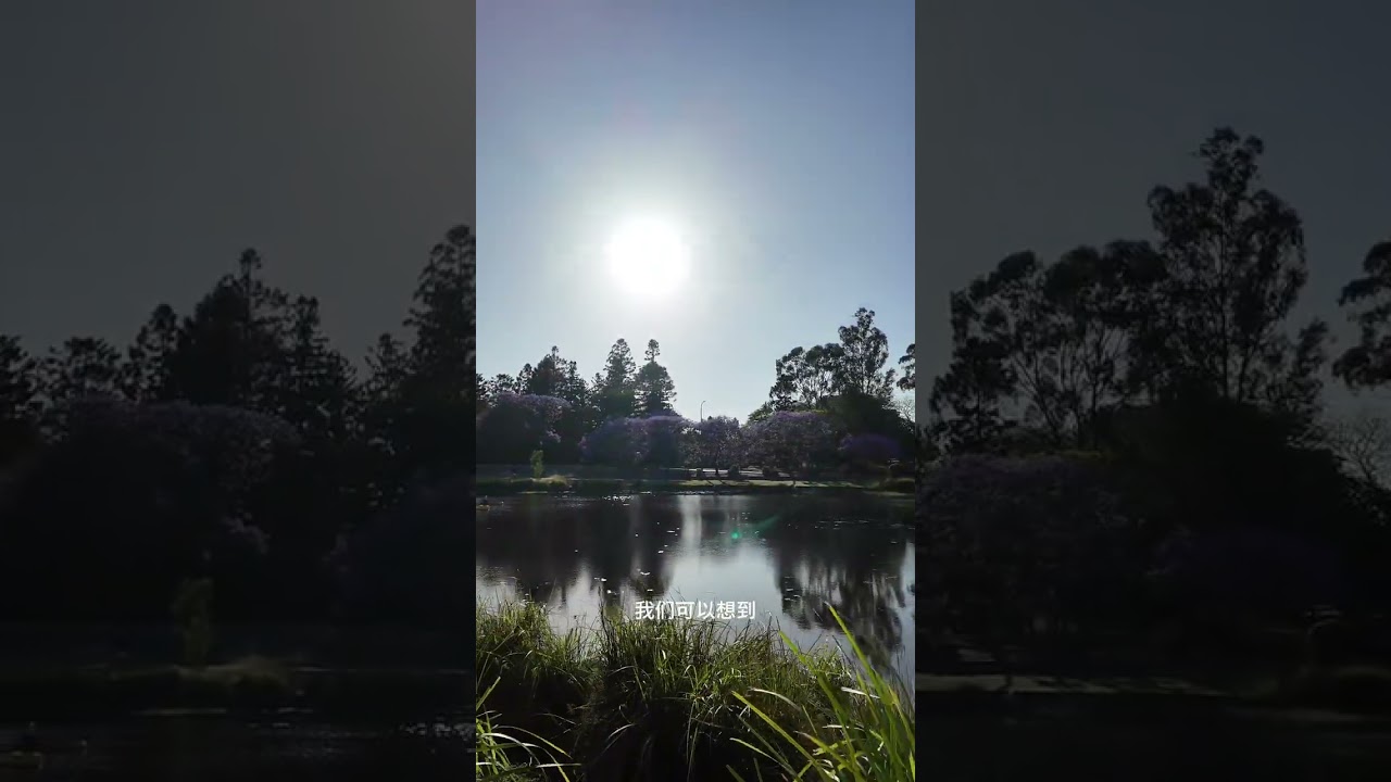 蓝花楹遮蔽下的昆士兰大学
